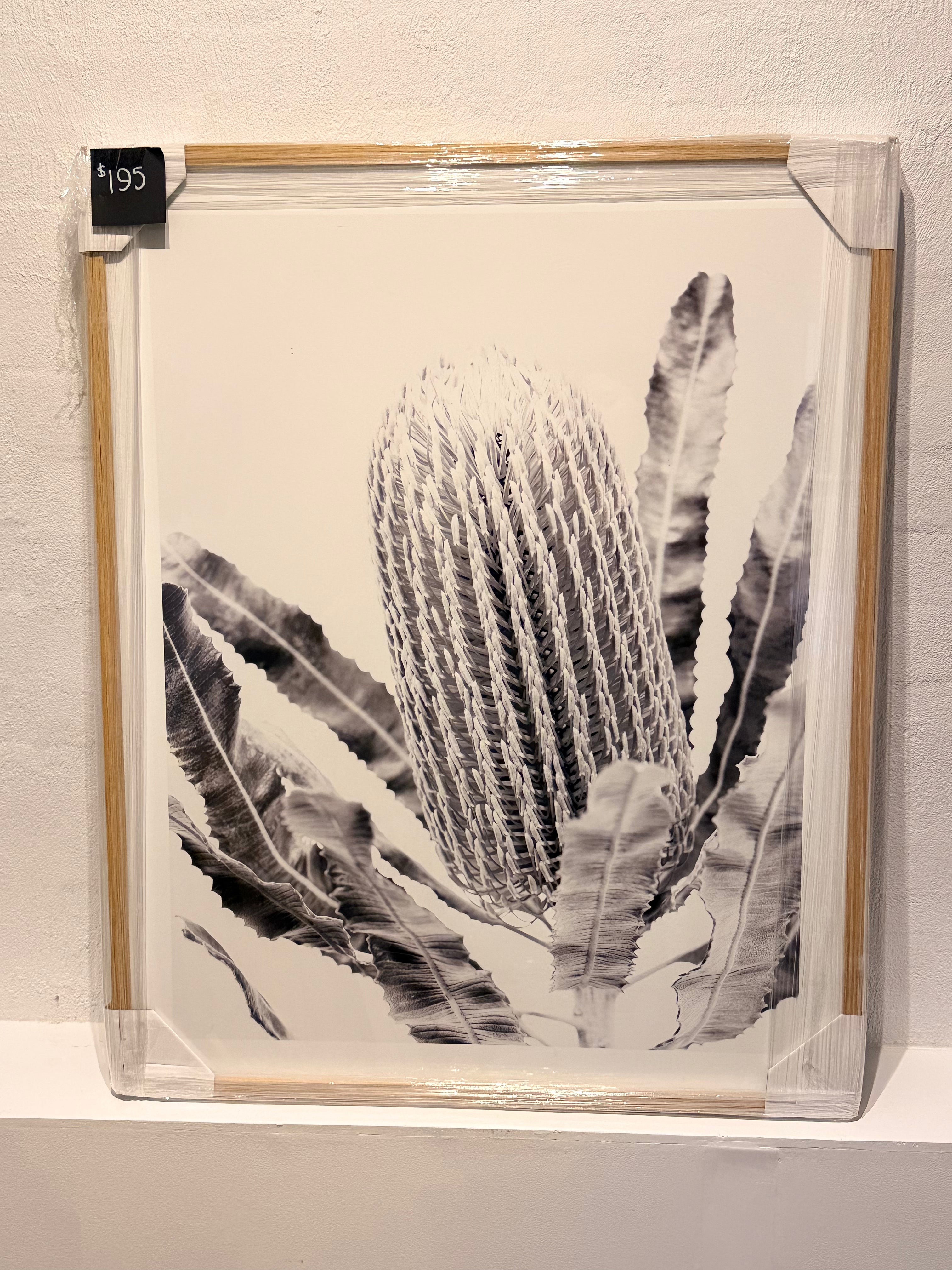 B&W Nature Print