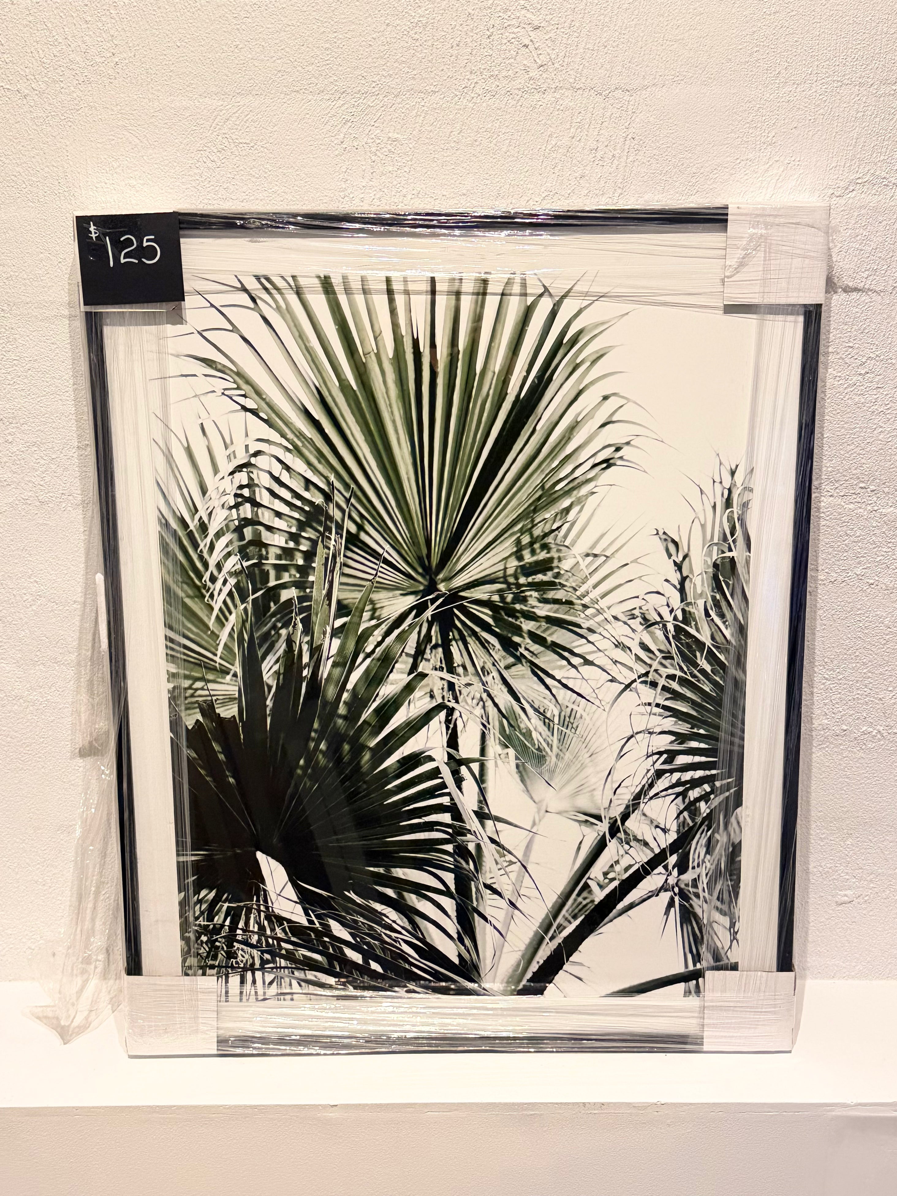 Palms Print