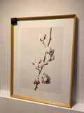 Cotton Print